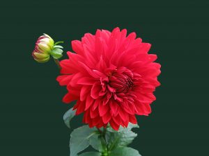 dahlia-red-blossom-bloom-60597